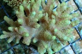 Finger Leather; Hard Green - Sinularia sp. w/scleractinia