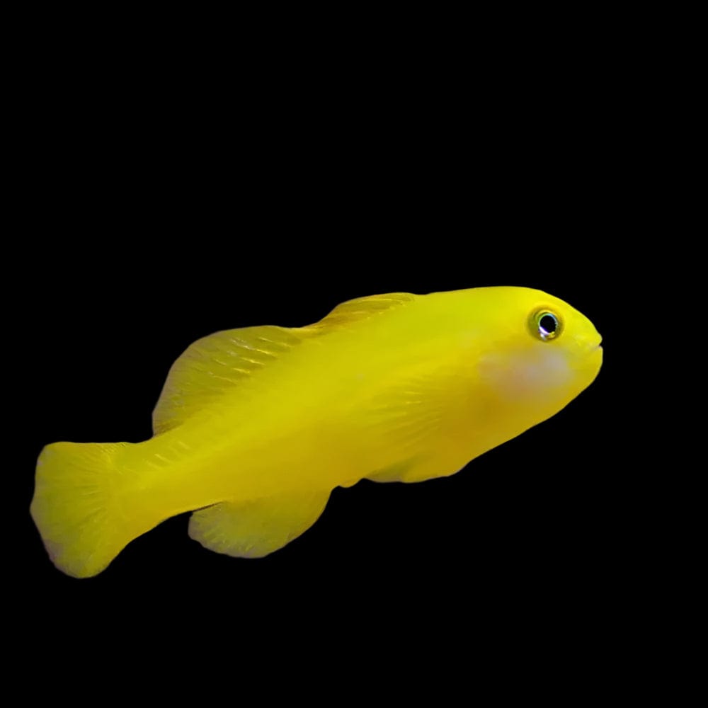 Goby: Yellow Clown