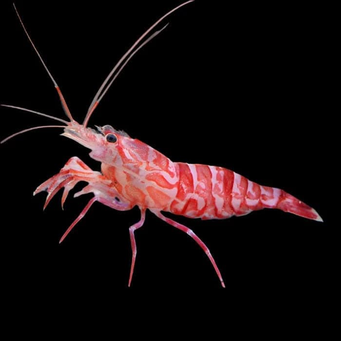 Kuekenthals (aiptasia eater) - Lysmata kuekenthali