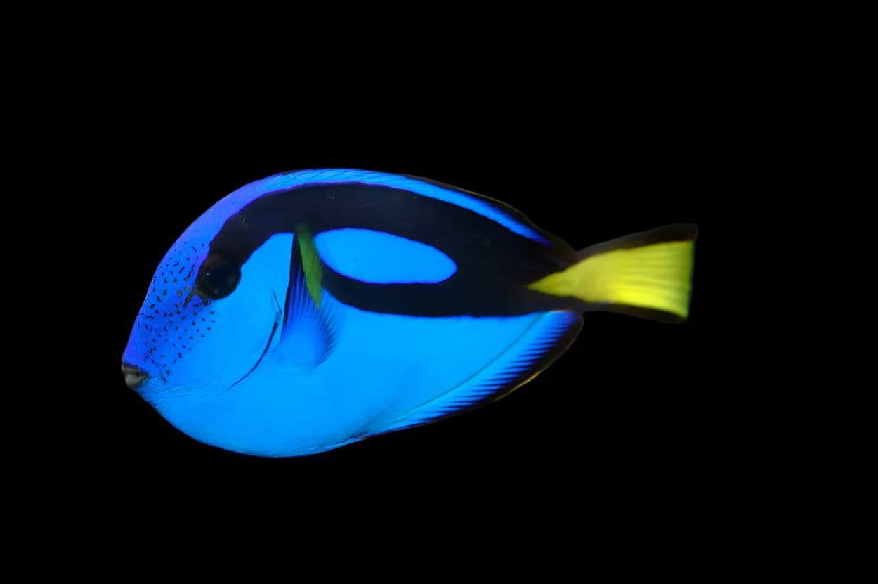 Blue (Hippo) Tang; T.R. - Paracanthurus hepatus