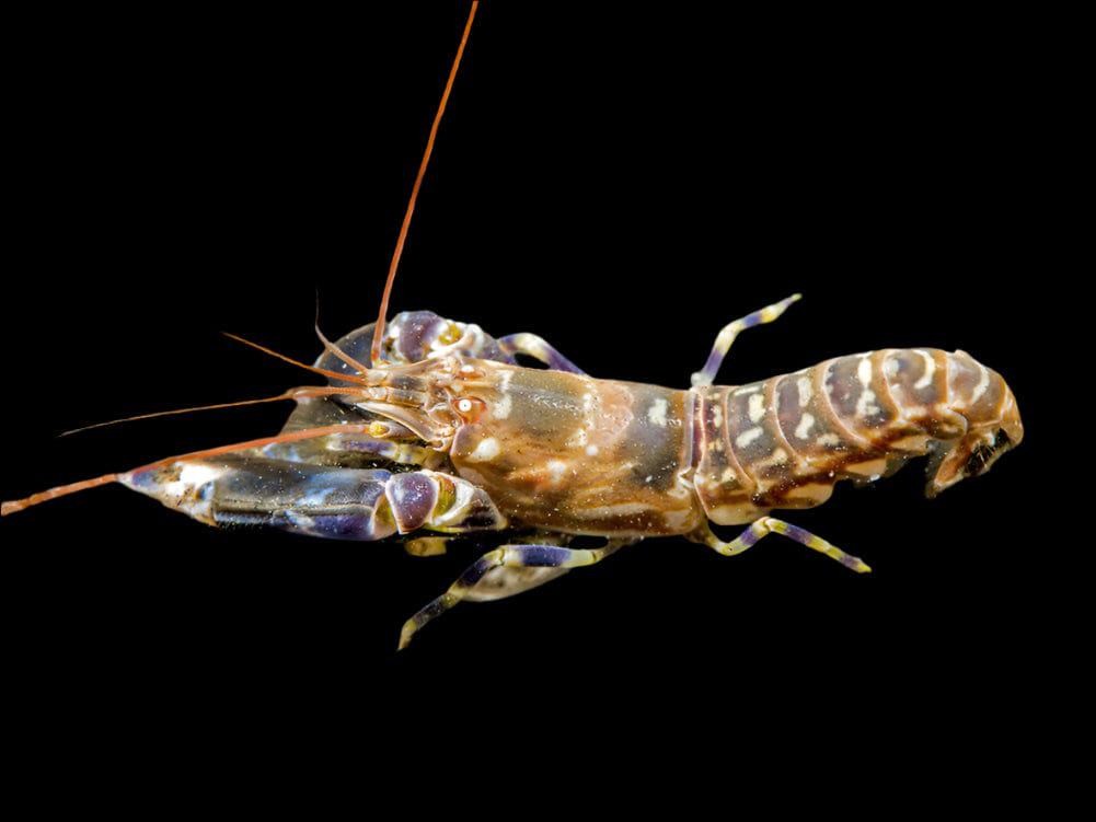 Pistol Shrimp; Tiger - Alpheus sp.