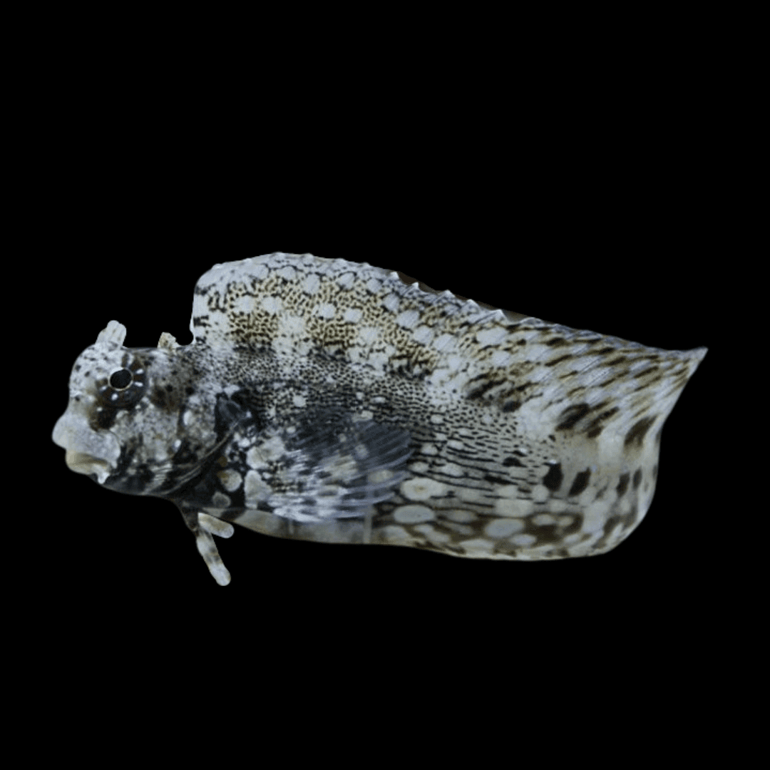 Lawnmower Blenny - Salarias fasciatus