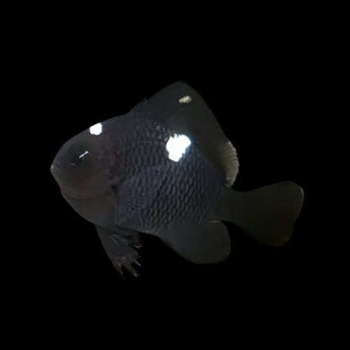 Domino Damsel - Dascyllus trimaculatus
