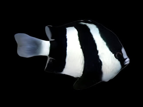 Striped Damsel (3 Stripes) - Dascyllus aruanus