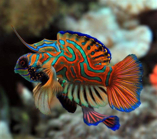 Goby: Red Mandarin