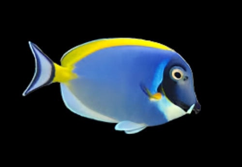 Powder Blue Surgeon - Acanthurus leucosternon