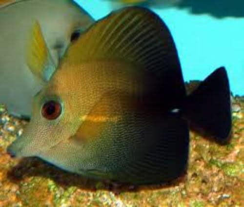 Scopas Tang - Zebrasoma scopas