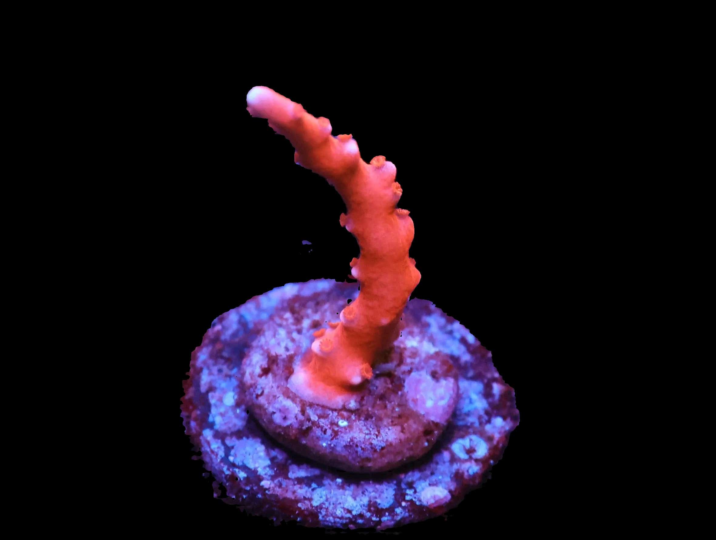 SDC Red TNT Anacropora