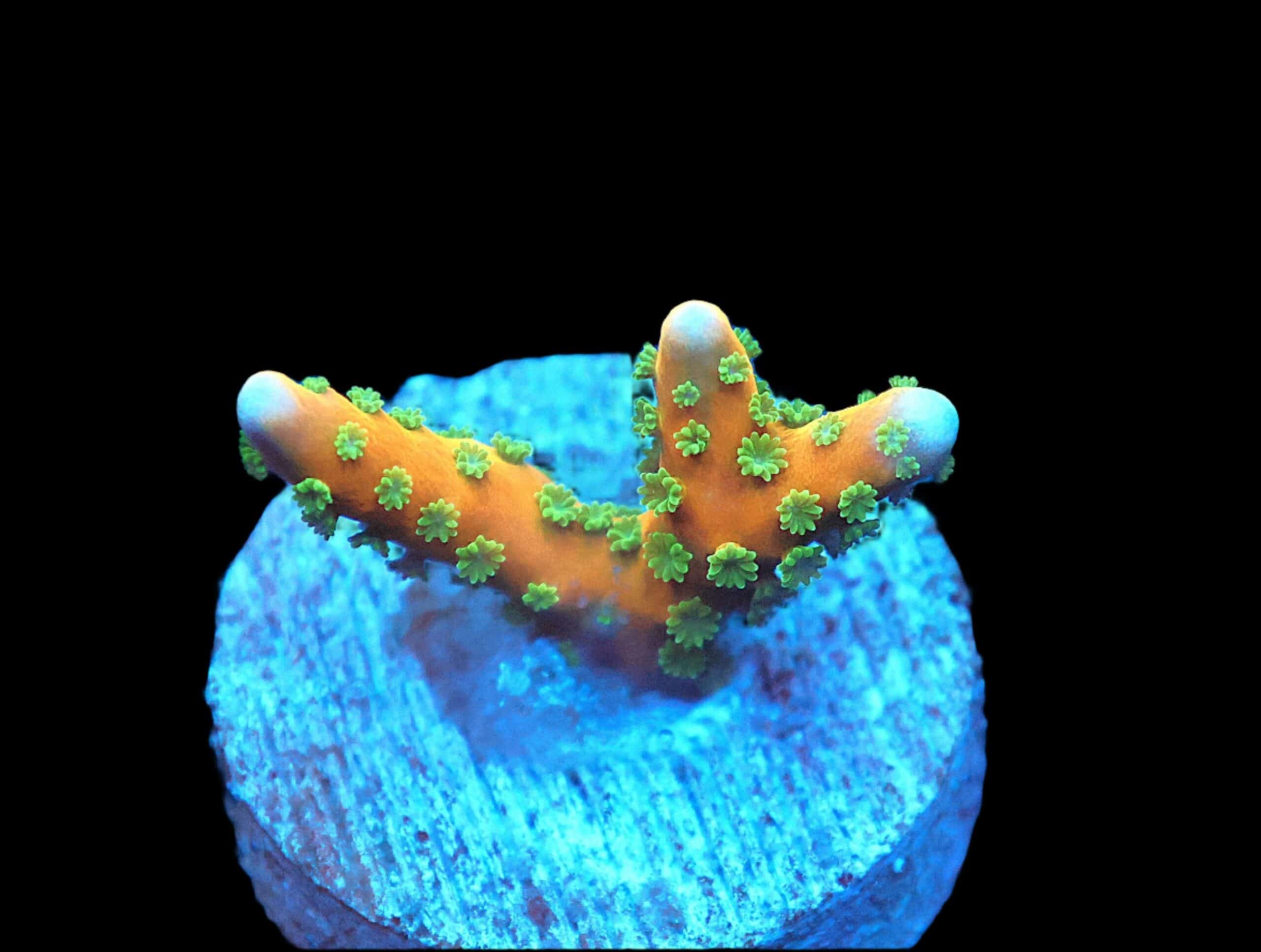 SDC Anacropora: Tropicana