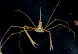 Arrow Crab; Atl. - Stenorhynchus seticornis