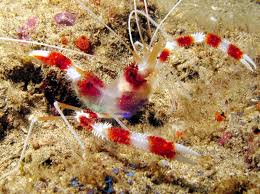 Coral Banded Shrimp - Stenopus hispidus