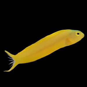 Blenny: Canary; Yellow; Fiji