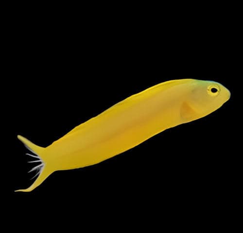 Canary Blenny; Yellow; Fiji - Meiacanthus oualaunensis