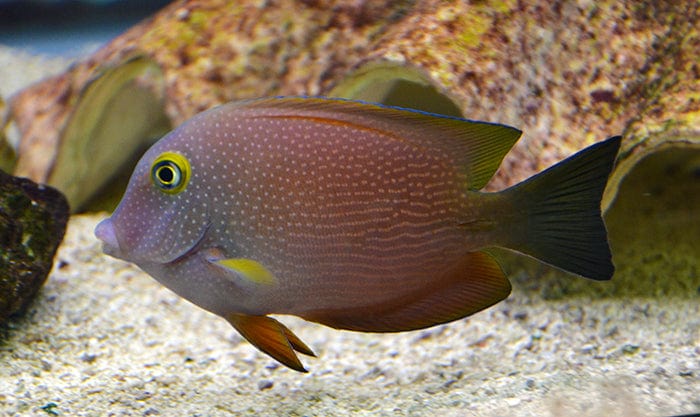 Spotted Yellow Eye Tang; I.O - Ctenochaetus truncatus
