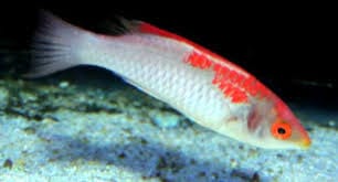 Koi Fairy Wrasse; Male - Cirrhilabrus sp.
