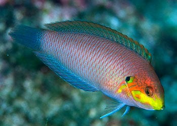 Wrasse: Moyeri Leopard