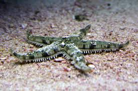 Starfish: White Sand