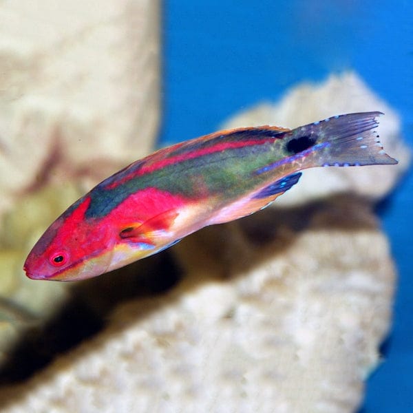 Exquisite Fairy Wrasse; Afr. - Cirrhilabrus exquisitus