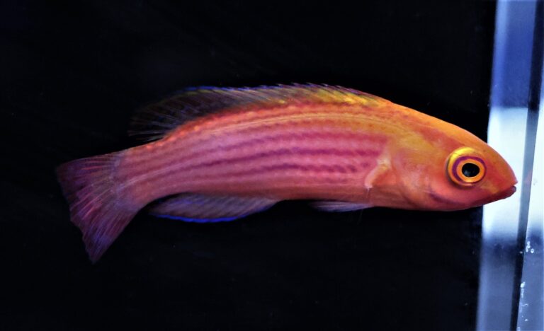 Wrasse: Earles; FEMALE; Mar