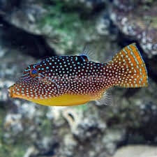 Blue Spot Puffer; Fiji - Canthigaster solandri