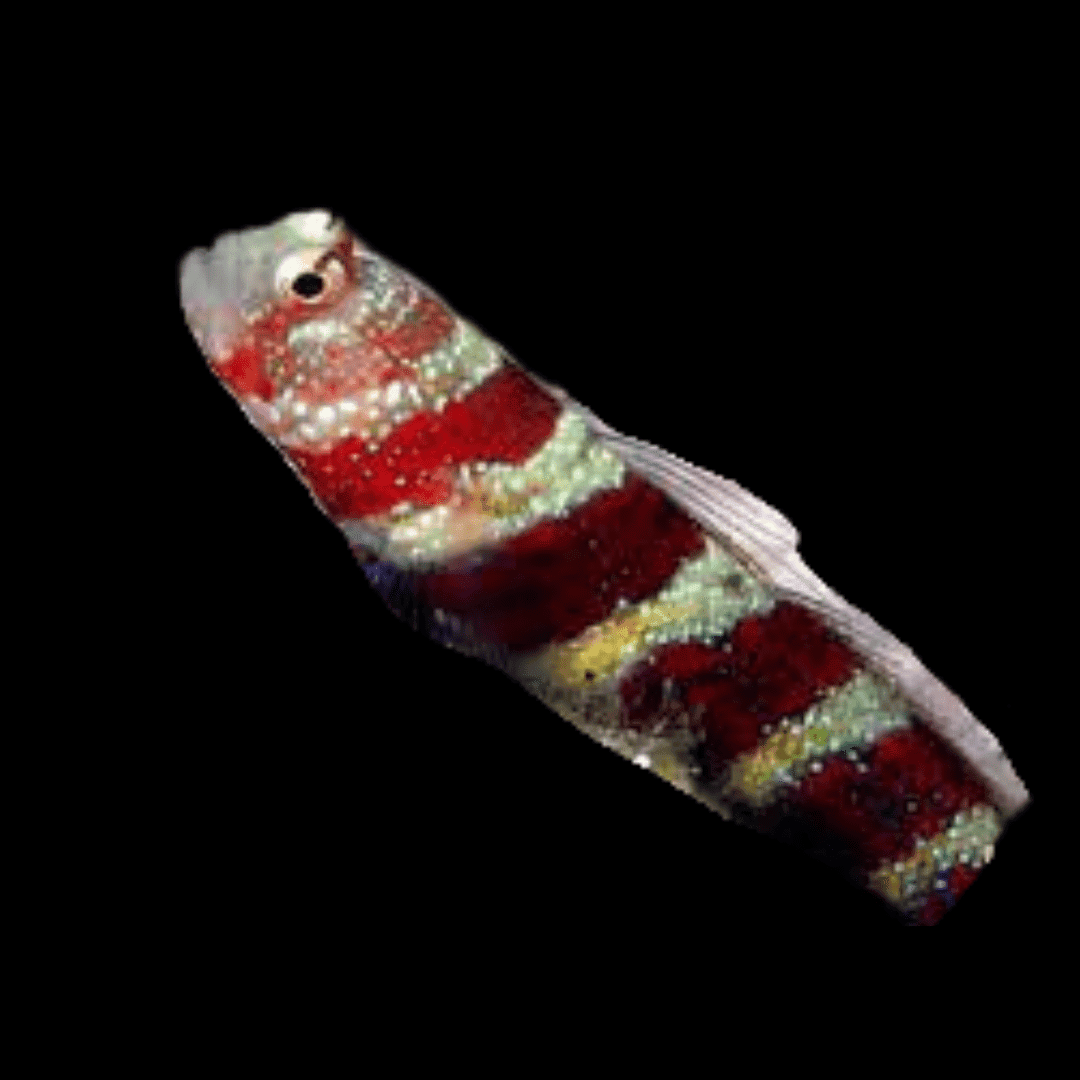 Goby: Bumblebee (Wheeleri)