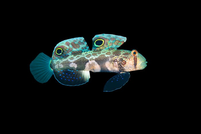 Twinspot (Signal) Goby - Signigobius biocellatus