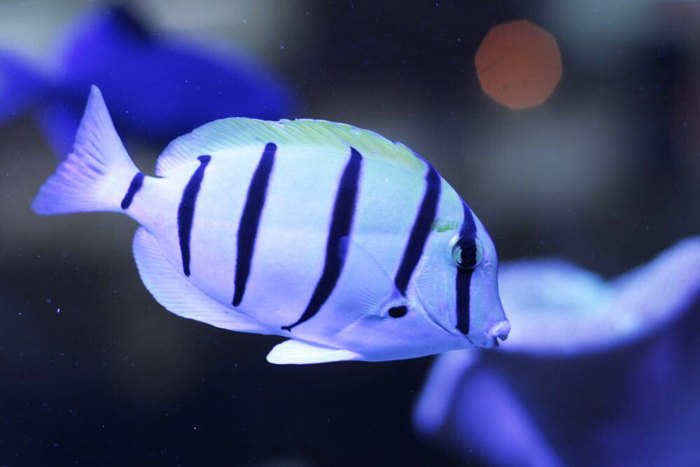 Convict Tang - Acanthurus triostegus