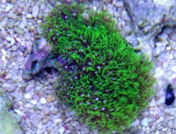 Star Polyp; Metallic - Briareum sp. w/ Scleractinia sp.