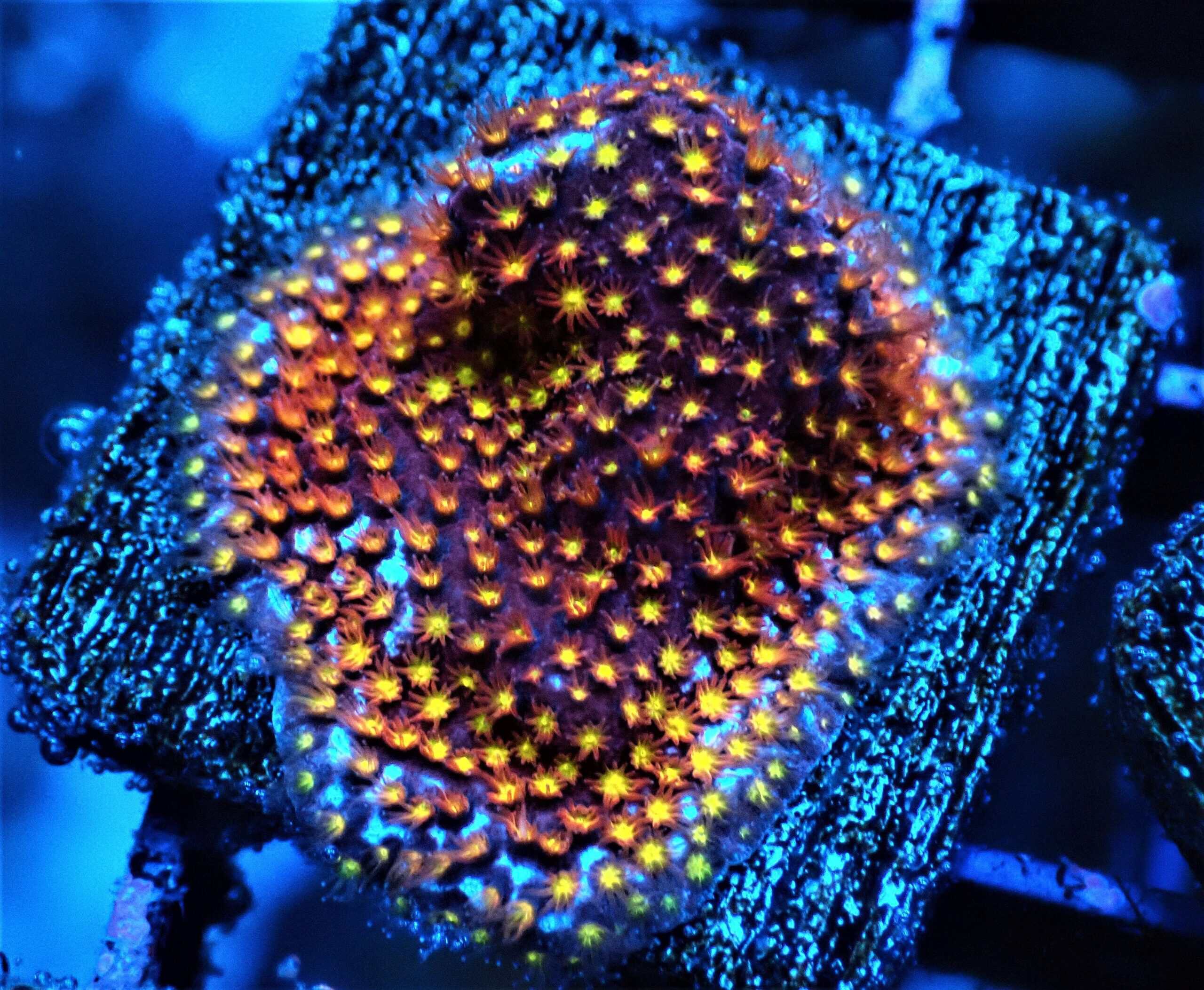 SDC Rainbow Stylocoeniella; Cultured - Stylocoeniella sp.