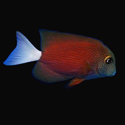 White Tail Yellow Eye Tang - Ctenochaetus flavicauda