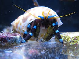 Neon Blue Stripe Hermit Crab; Mar. - Calcinus elegans