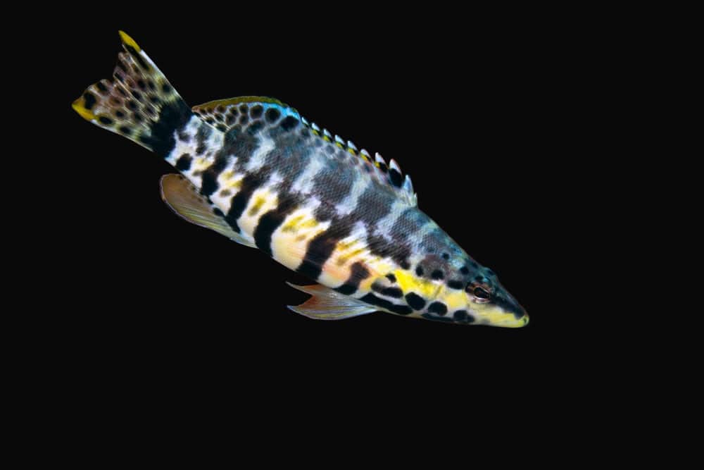 Harlequin Bass; Atl. - Serranus tigrinus