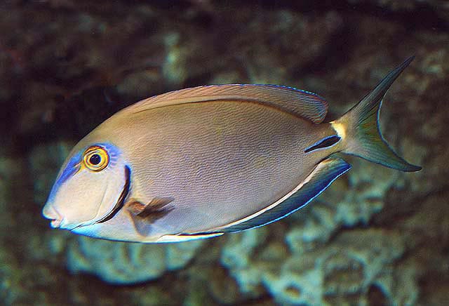 Ocean Surgeonfish; Atlantic - Acanthurus bahianus