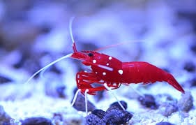 Fire Shrimp - Lysmatta debelius