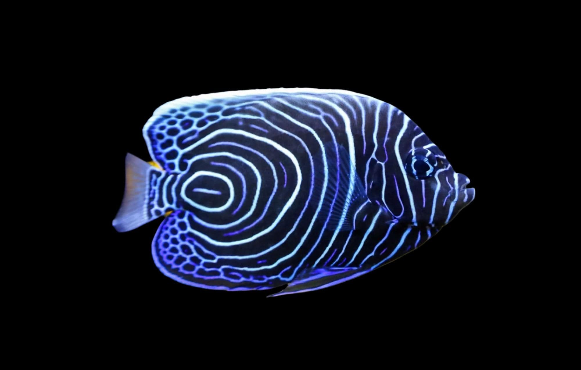 Imperator Angel; Juv - Pomacanthus imperator