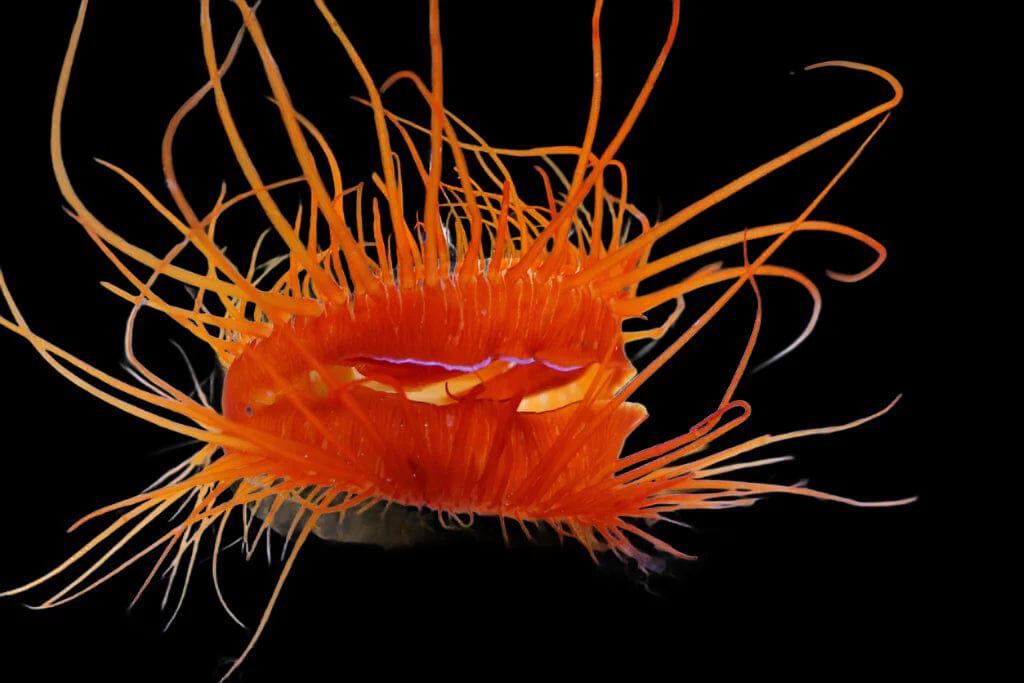 Electric Eye Scallop - Lima sp.