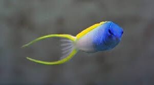 Blenny: Forktail