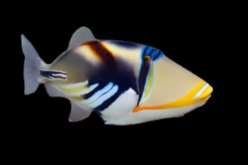 Humu Humu Trigger; Afr. - Rhinecanthus aculeatus