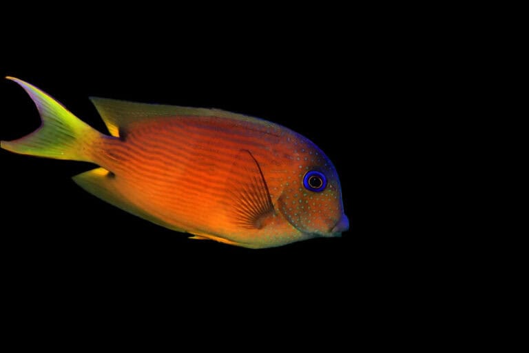 Tang: Blue Eye
