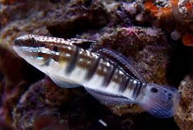 Dragon Goby - Amblygobius phaleana