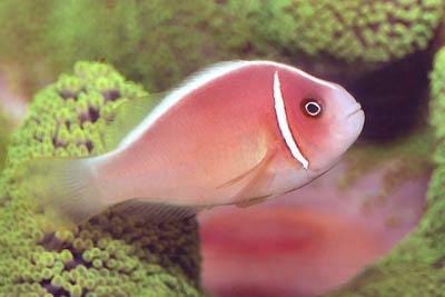Pink Skunk Clown - Amphiprion perideraion