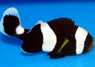 Saddle Clown; Black - Amphiprion polymnus