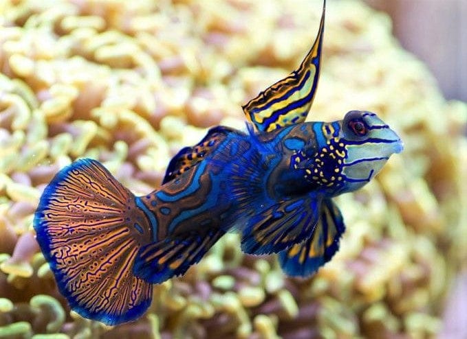 Goby: Green Mandarin