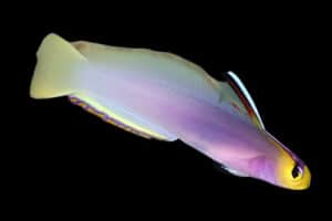 Goby: Helfrichs Firefish; Mar