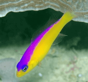 Pseudo: Diadema chromis