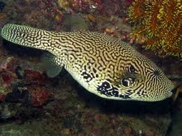 Puffer: Mappa