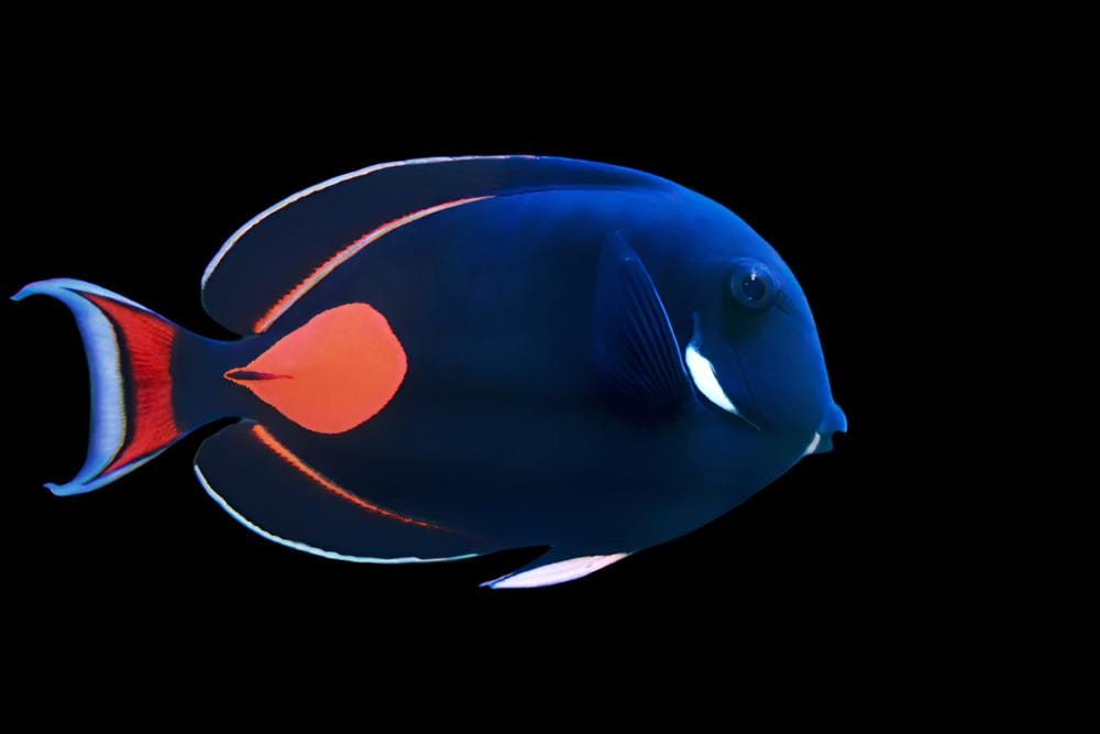 Achilles Tang - Acanthurus achilles