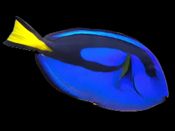 Tang: Blue (Hippo)