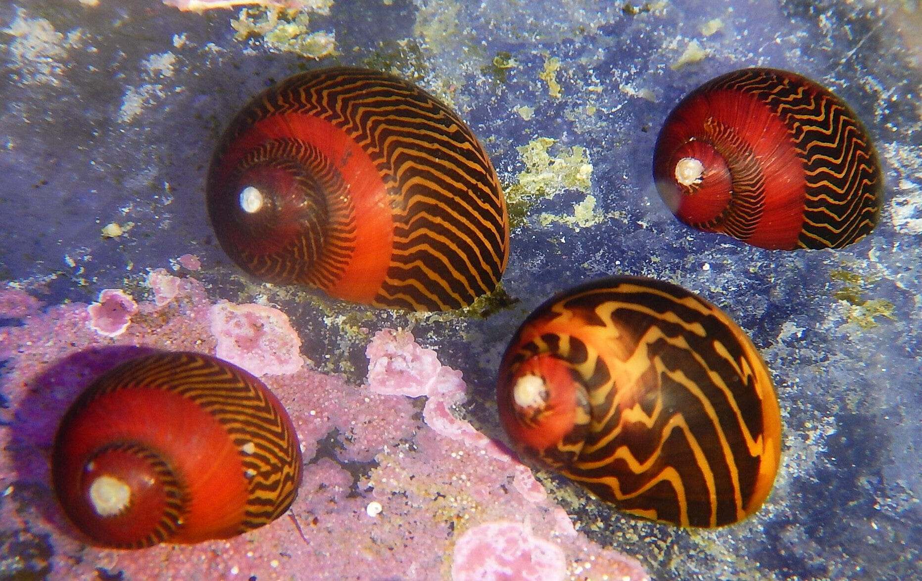 Nerite Snail; Red - Neritina vittina waigiensis