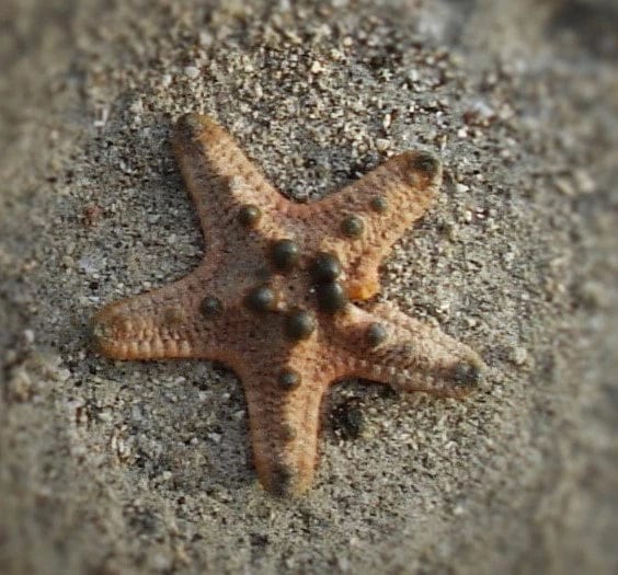 Starfish: Chocolate Chip